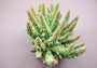 Green FAUX Finger Staghorn Coral - Acropora Humilis - (1 FAUX Coral approx. 6x5x5 inches). Green dotted branched coral with a strong round base.Copyright 2024 SeaShellSupply.com.