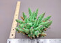 Green FAUX Finger Staghorn Coral - Acropora Humilis - (1 FAUX Coral approx. 6x5x5 inches). Green dotted branched coral with a strong round base.Copyright 2024 SeaShellSupply.com.