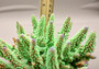 Green FAUX Finger Staghorn Coral - Acropora Humilis - (1 FAUX Coral approx. 6x5x5 inches). Green dotted branched coral with a strong round base.Copyright 2024 SeaShellSupply.com.