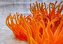 Orange FAUX Anemone - Condylactis Gigantea - (1 FAUX Anemone, Approx. 6Wx3Dx6T). Long armed orange to yellow  ombre anemone with a round base. Copyright 2024 SeaShellSupply.com.