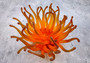 Orange FAUX Anemone - Condylactis Gigantea - (1 FAUX Anemone, Approx. 6Wx3Dx6T). Long armed orange to yellow  ombre anemone with a round base. Copyright 2024 SeaShellSupply.com.