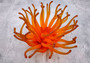 Orange FAUX Anemone - Condylactis Gigantea - (1 FAUX Anemone, Approx. 6Wx3Dx6T). Long armed orange to yellow  ombre anemone with a round base. Copyright 2024 SeaShellSupply.com.