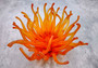 Orange FAUX Anemone - Condylactis Gigantea - (1 FAUX Anemone, Approx. 6Wx3Dx6T). Long armed orange to yellow  ombre anemone with a round base. Copyright 2024 SeaShellSupply.com.