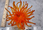 Orange FAUX Anemone - Condylactis Gigantea - (1 FAUX Anemone, Approx. 6Wx3Dx6T). Long armed orange to yellow  ombre anemone with a round base. Copyright 2024 SeaShellSupply.com.