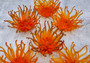 Orange FAUX Anemone - Condylactis Gigantea - (1 FAUX Anemone, Approx. 6Wx3Dx6T). Long armed orange to yellow  ombre anemone with a round base. Copyright 2024 SeaShellSupply.com.