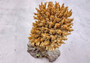 Yellow FAUX Table Coral - Acropora Hyacinthus - (1 FAUX Coral approx. 3Dx4Tx4W inches). Orange thick fluffed coral set on rock. Copyright 2024 SeaShellSupply.com.