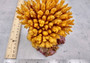 Yellow FAUX Table Coral - Acropora Hyacinthus - (1 FAUX Coral approx. 3Dx4Tx4W inches). Orange thick fluffed coral set on rock. Copyright 2024 SeaShellSupply.com.