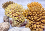 Yellow FAUX Table Coral - Acropora Hyacinthus - (1 FAUX Coral approx. 3Dx4Tx4W inches). Orange thick fluffed coral set on rock. Copyright 2024 SeaShellSupply.com.