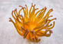 Condylactis Yellow FAUX Anemone - Condylactis Gigantea - (1 Anemone approx. 10x9x8 inches. A orange and yellow hinted stringy shiny fake anemone. Copyright 2024 SeaShellSupply.com.