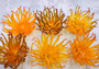 Condylactis Yellow FAUX Anemone - Condylactis Gigantea - (1 Anemone approx. 10x9x8 inches. A orange and yellow hinted stringy shiny fake anemone. Copyright 2024 SeaShellSupply.com.