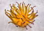 Condylactis Yellow FAUX Anemone - Condylactis Gigantea - (1 Anemone approx. 10x9x8 inches. A orange and yellow hinted stringy shiny fake anemone. Copyright 2024 SeaShellSupply.com.
