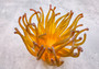 Condylactis Yellow FAUX Anemone - Condylactis Gigantea - (1 Anemone approx. 10x9x8 inches. A orange and yellow hinted stringy shiny fake anemone. Copyright 2024 SeaShellSupply.com.