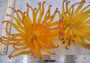 Condylactis Yellow FAUX Anemone - Condylactis Gigantea - (1 Anemone approx. 10x9x8 inches. A orange and yellow hinted stringy shiny fake anemone. Copyright 2024 SeaShellSupply.com.