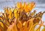 Condylactis Yellow FAUX Anemone - Condylactis Gigantea - (1 Anemone approx. 10x9x8 inches. A orange and yellow hinted stringy shiny fake anemone. Copyright 2024 SeaShellSupply.com.