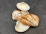 Reddish Venus Clam Seashell Halves Callista Erycina (5 halves approx. 2+ inches) Venus halves great for coastal display & collections! Striped clam shell halves with an orange and white color scheme. Copyright 2024 SeaShellSupply.com