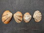 Reddish Venus Clam Seashell Halves Callista Erycina (5 halves approx. 2+ inches) Venus halves great for coastal display & collections! Striped clam shell halves with an orange and white color scheme. Copyright 2024 SeaShellSupply.com