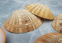 Reddish Venus Clam Seashell Halves Callista Erycina (5 halves approx. 2+ inches) Venus halves great for coastal display & collections!