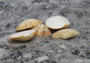 Reddish Venus Clam Seashell Halves Callista Erycina (5 halves approx. 2+ inches) Venus halves great for coastal display & collections!