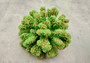 Green FAUX Cluster Coral - Pocillopora Elegans - 1 faux coral approx. 5Wx3Dx4T on light background Copyright 2024 SeaShellSupply.com.