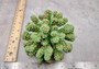 Green FAUX Cluster Coral - Pocillopora Elegans - 1 faux coral approx. 5Wx3Dx4T on light background Copyright 2024 SeaShellSupply.com.