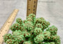 Green FAUX Cluster Coral - Pocillopora Elegans - 1 faux coral approx. 5Wx3Dx4T on light background Copyright 2024 SeaShellSupply.com.