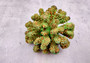 Green Tan FAUX Coral Cluster Pocillopora Elegans (1 FAKE coral approx. 5Wx3Dx4T inches) Neat coral cluster for any coastal collection!