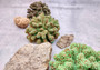 Green Tan FAUX Coral Cluster Pocillopora Elegans (1 FAKE coral approx. 5Wx3Dx4T inches) Neat coral cluster for any coastal collection!