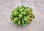 Green Tan FAUX Coral Cluster Pocillopora Elegans (1 FAKE coral approx. 5Wx3Dx4T inches) Neat coral cluster for any coastal collection!