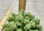 Green Tan FAUX Coral Cluster Pocillopora Elegans (1 FAKE coral approx. 5Wx3Dx4T inches) Neat coral cluster for any coastal collection!