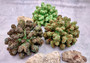Green Tan FAUX Coral Cluster Pocillopora Elegans (1 FAKE coral approx. 5Wx3Dx4T inches) Neat coral cluster for any coastal collection!