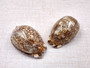 Large Arabic Cowrie Seashells Cypraea Arabica (2 shells approx. 2+ inches) Beautiful shells for any coastal crafting or décor! Brown and white spotted wrapped shells. Copyright 2024 SeaShellSupply.com