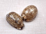 Large Arabic Cowrie Seashells Cypraea Arabica (2 shells approx. 2+ inches) Beautiful shells for any coastal crafting or décor! Brown and white spotted wrapped shells. Copyright 2024 SeaShellSupply.com