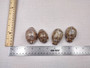 Large Arabic Cowrie Seashells Cypraea Arabica (2 shells approx. 2+ inches) Beautiful shells for any coastal crafting or décor! Brown and white spotted wrapped shells. Copyright 2024 SeaShellSupply.com