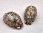 Large Arabic Cowrie Seashells Brown Cypraea Arabica (2 shells approx. 2+ inches) Intricate Arabic Cowrie shell for art & coastal displays!
