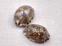 Large Arabic Cowrie Seashells Brown Cypraea Arabica (2 shells approx. 2+ inches) Intricate Arabic Cowrie shell for art & coastal displays!
