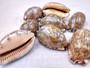 Large Arabic Cowrie Seashells Brown Cypraea Arabica (2 shells approx. 2+ inches) Intricate Arabic Cowrie shell for art & coastal displays!