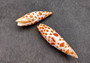 Episcopal Miter Shells - Mitra Mitra - (2 shells approx. 2-3 inches). Multiple white shells with orange dots forming little lines, all in a pile. Copyright 2024 SeaShellSupply.com.