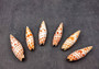 Episcopal Miter Shells - Mitra Mitra - (2 shells approx. 2-3 inches). Multiple white shells with orange dots forming little lines, all in a pile. Copyright 2024 SeaShellSupply.com.