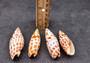 Episcopal Miter Shells - Mitra Mitra - (2 shells approx. 2-3 inches). Multiple white shells with orange dots forming little lines, all in a pile. Copyright 2024 SeaShellSupply.com.