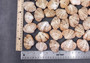 Reddish Venus Clam Seashell Pairs Callista Erycina (3 pairs approx. 2+ inches) Venus pairs great for coastal display & collections! Tan and white striped textured shells, medium. Copyright 2025 SeaShellSupply.com
