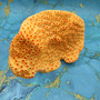 Orange FAUX Cup Sun Coral Tubastrea Peltata (1 FAKE Coral approx 10Wx7Tx4D inches) Orange Cup Coral Replica for fish aquariums & tanks! Copyright 2026 SeaShellSupply.com.
