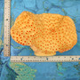 Orange FAUX Cup Sun Coral Tubastrea Peltata (1 FAKE Coral approx 10Wx7Tx4D inches) Orange Cup Coral Replica for fish aquariums & tanks! Copyright 2026 SeaShellSupply.com.