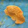 Orange FAUX Cup Sun Coral Tubastrea Peltata (1 FAKE Coral approx 10Wx7Tx4D inches) Orange Cup Coral Replica for fish aquariums & tanks! Copyright 2026 SeaShellSupply.com.