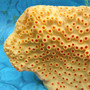 Orange FAUX Cup Sun Coral Tubastrea Peltata (1 FAKE Coral approx 10Wx7Tx4D inches) Orange Cup Coral Replica for fish aquariums & tanks! Copyright 2026 SeaShellSupply.com.