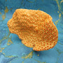 Orange FAUX Cup Sun Coral Tubastrea Peltata (1 FAKE Coral approx 10Wx7Tx4D inches) Orange Cup Coral Replica for fish aquariums & tanks!