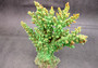 Green FAUX Branch Coral - Acropora Florida - (1 Fake Coral approx. 7.5Tx7Wx2D inches) on light background. Copyright 2024 SeaShellSupply.com.