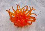 Orange/Yellow FAUX Anemone - Condylactis Gigantea - (1 FAKE Anemone approx. 5Wx2Dx5T inches) with pink tips, on light background. Copyright 2024 SeaShellSupply.com.