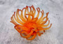 Orange/Yellow FAUX Anemone - Condylactis Gigantea - (1 FAKE Anemone approx. 5Wx2Dx5T inches) with pink tips, on light background. Copyright 2024 SeaShellSupply.com.