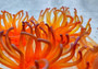 Orange/Yellow FAUX Anemone - Condylactis Gigantea - (1 FAKE Anemone approx. 5Wx2Dx5T inches) with pink tips, on light background. Copyright 2024 SeaShellSupply.com.