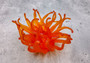 Orange/Yellow FAUX Anemone - Condylactis Gigantea - (1 FAKE Anemone approx. 5Wx2Dx5T inches) with pink tips, on light background. Copyright 2024 SeaShellSupply.com.